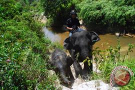 Presidential  regulation  on forest clearing moratorium signed