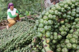 BUAH ATAP Page 1 Small