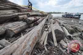 RI losing Rp36 trillion by  illegal logging annually