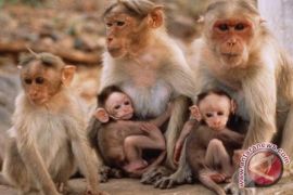 Monkey forest management prepares monkey ceremony