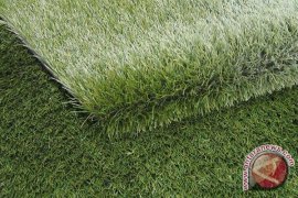 Bangka Selatan pasang rumput dua lapangan sepakbola