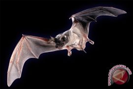 Ahli IPB kemukakan proses kelelawar saat menyebarkan penyakit zoonosis