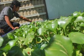 Di Archex Malaysia aksesoris dari eceng gondok produksi Aceh Barat jadi rebutan