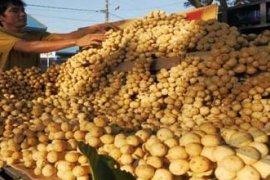 PENJUAL LANGSAT Page 1 Small