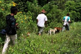 Warga libatkan polisi dalam buru babi yang serang petani