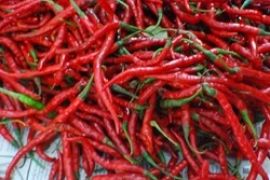Harga Cabai Merah di Tanjungpinang Turun