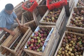 Kementan Bantu Agam Kembangkan Tanaman Produktif Seluas 150 Hektare