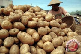 Batu farmers export record number of potatoes to Singapore