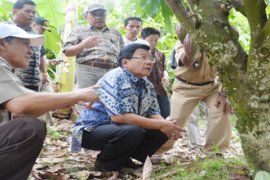 DPRD Sulbar Minta Gernas Kakao Dikelola Dengan Baik 