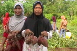 PANEN RAYA UBI UNGU