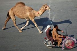 10 tradisi unik Idul Adha di berbagai negara