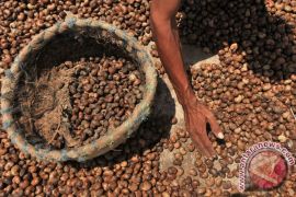 Disbun: Mete masuk komoditas unggulan perkebunan Sultra 2025