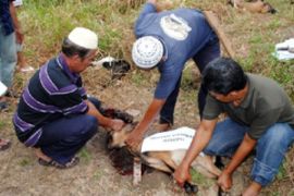 Penyembelihan Hewan Kurban di Karimun