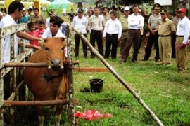 KONTES SAPI