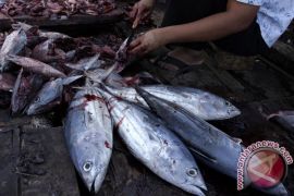 Alasan Jepang makin berminat ikan kayu