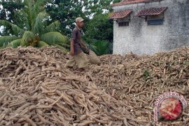 Harga singkong dan karet di Mesuji anjlok