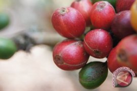 Harga Biji Kopi Robusta Naik