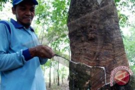 Gapkindo: Tata niaga penjualan karet harus disederhanakan