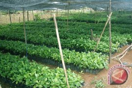 Disbun bagikan bibit kopi unggul pada petani  