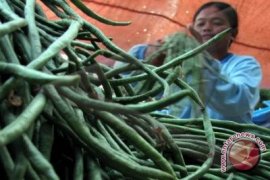 Harga kacang panjang turun Rp500