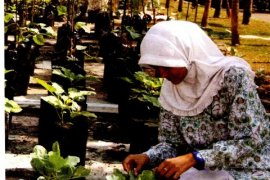 Kampar gencarkan aksi penanaman pohon