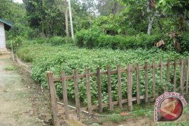 Petani Lebong keluhkan harga nilam rendah