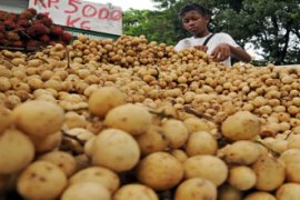 MUSIM LANGSAT Page 1 Small