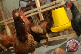 Ayampun kini ikut mendengarkan musik