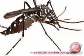 Ketika Nyamuk DBD Berevolusi   