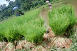 Kelompok tani terseleksi akan terima benih padi unggul