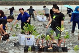 Banyan Tree Tanam Mangrove