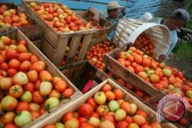 Harga tomat di Palembang turun