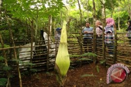 Dua wisatawan asing kunjungi bunga bangkai Bengkulu