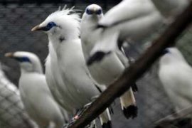 PENANGKARAN JALAK BALI