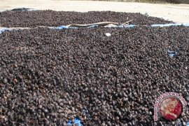 Harga Biji Kopi Di Lampung Bertahan
