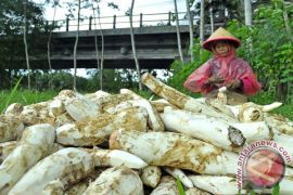Telaah -Terobosan cerdas mendiversifikasi pangan lokal