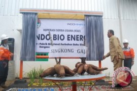 Kutai Kembangkan Pabrik Bioetanol Berbahan Baku Singkong 