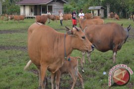 Bontang Tidak dapat Jatah Sapi Bantuan Pemprov  
