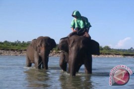 Pengunjung Nikmati Habitat Gajah Di Bengkulu