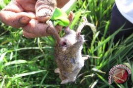 Hama Tikus Mulai Serang Padi Petani Kotabaru 