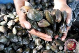 Sambal Lokan "kakuah" Menu Sahur Di Mukomuko