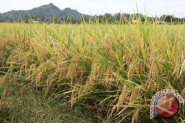 Beras "Gerbang Raja" Diharapkan Memotivasi Produktivitas Petani 
