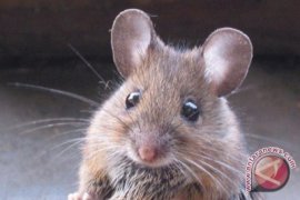 Virus baru ditemukan pada tikus rumahan di New York