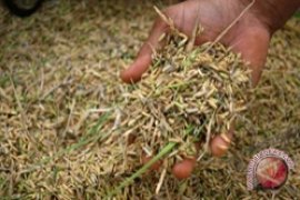Petani Belum Jual Gabah Ke Bulog