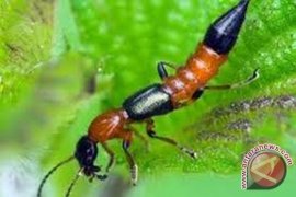 Serangga tomcat berimigrasi karena habitat rusak