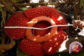 Ditemukan sembilan lokasi bunga raflesia di Agam