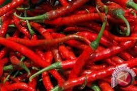 Paser Kembangkan 40 Hektare Tanaman Cabai Keriting  