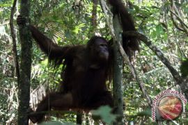 26 orangutan akan dilepasliarkan