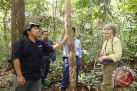 Kepala Balai TNK: Keberadaan Orangutan Kian Terdesak