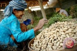Harga palawija stabil di pasar Jambi